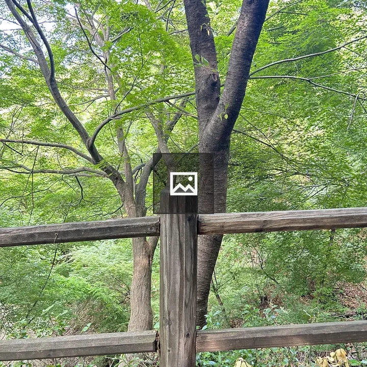 Wooden Fence and Trees