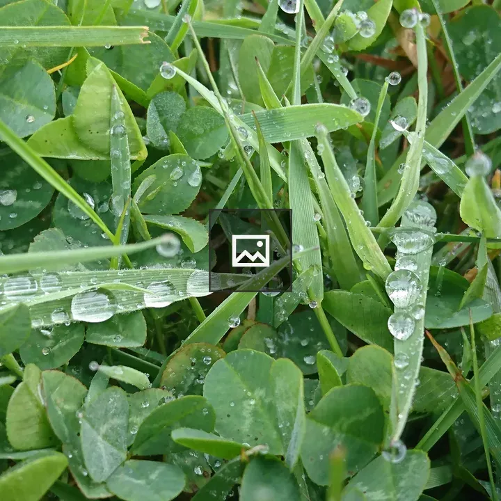 Raindrops on Grass