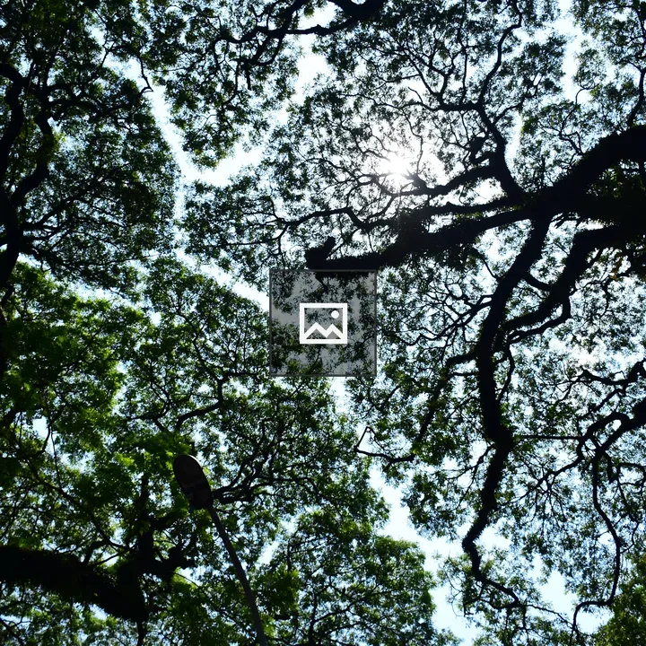 Trees crown shyness in Kerala