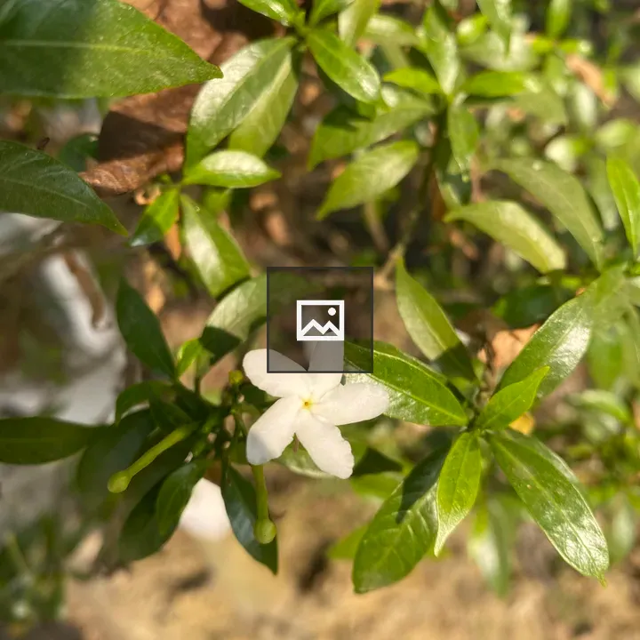 Small white flower on sunlit bush
