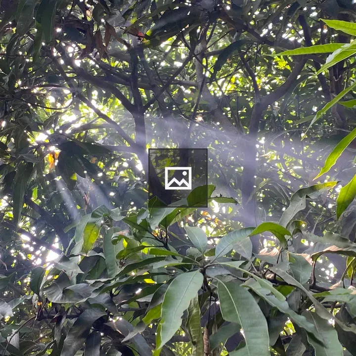 Sunlit forest canopy with green leaves