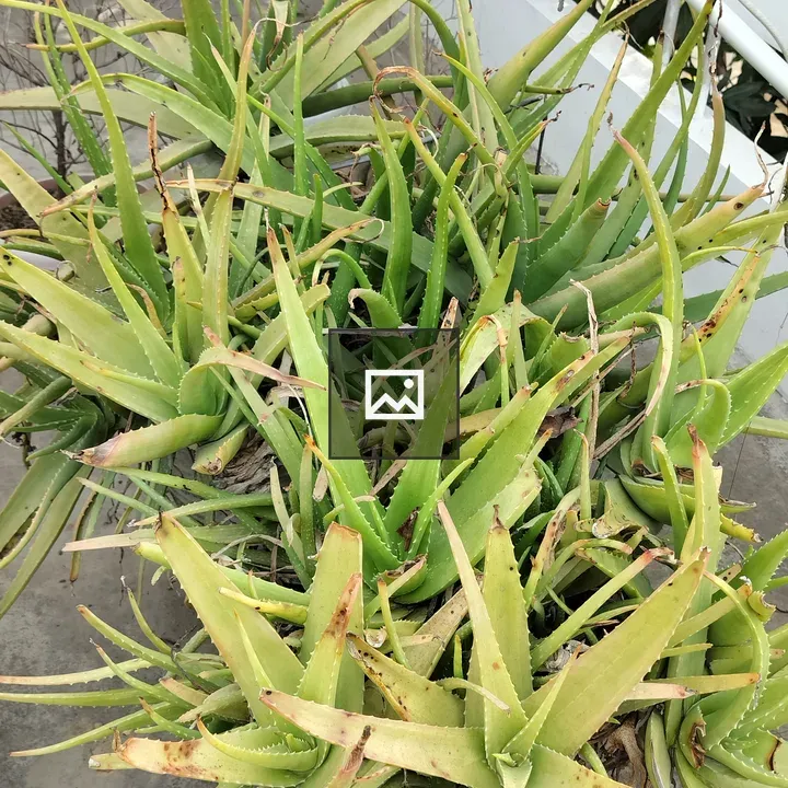 Aloe Vera Bunch