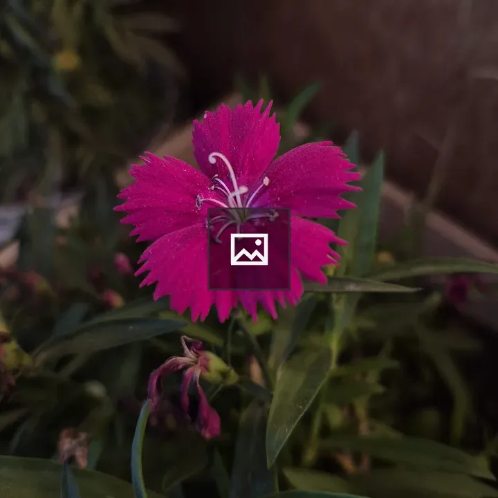 Pink flower with fringed petals