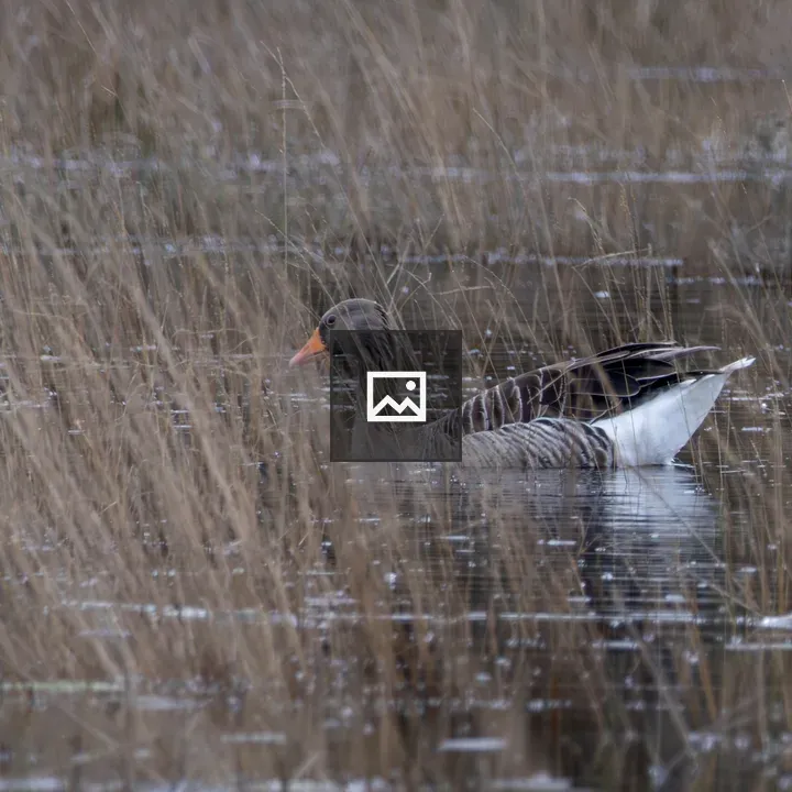Greylag goose swimming