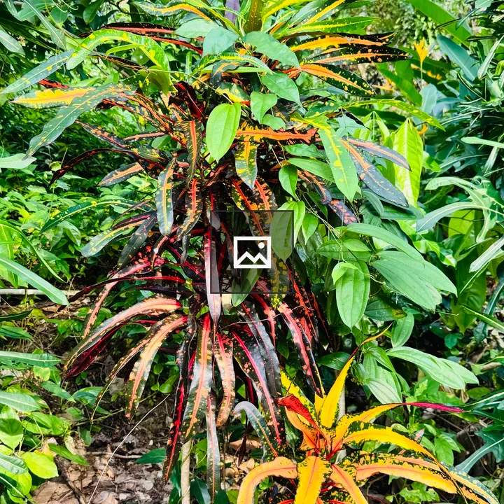 Croton Plant in Tropical Vegetation