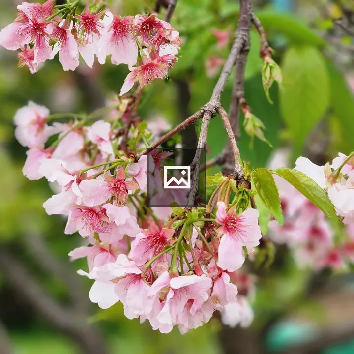 Cherry blossom at memorial hall