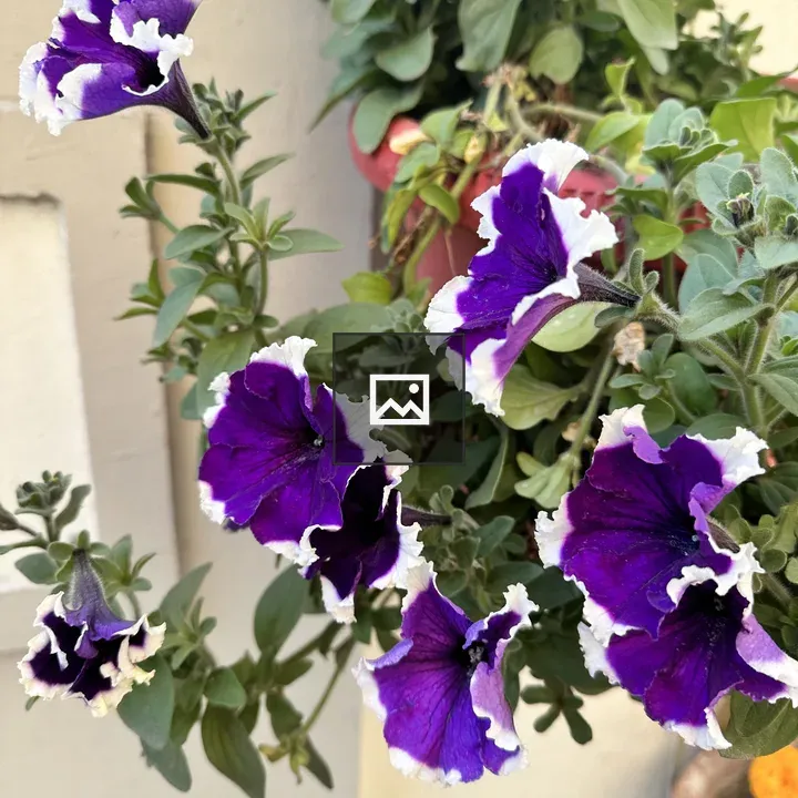 Purple and White Flowers on a Potted Plant
