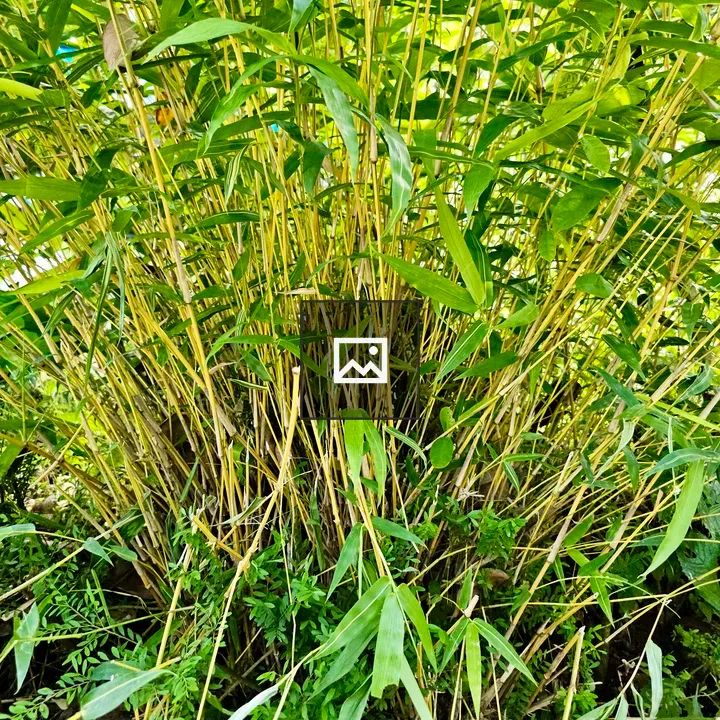 Yellow bamboo stems cluster