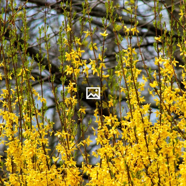 Forsythia Bush in Bloom
