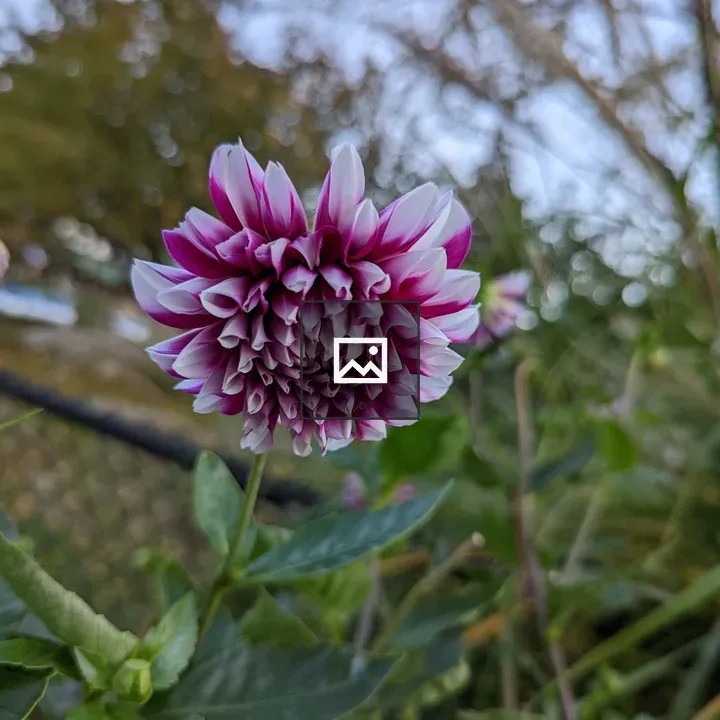 Purple and White Flower in Front of Fence