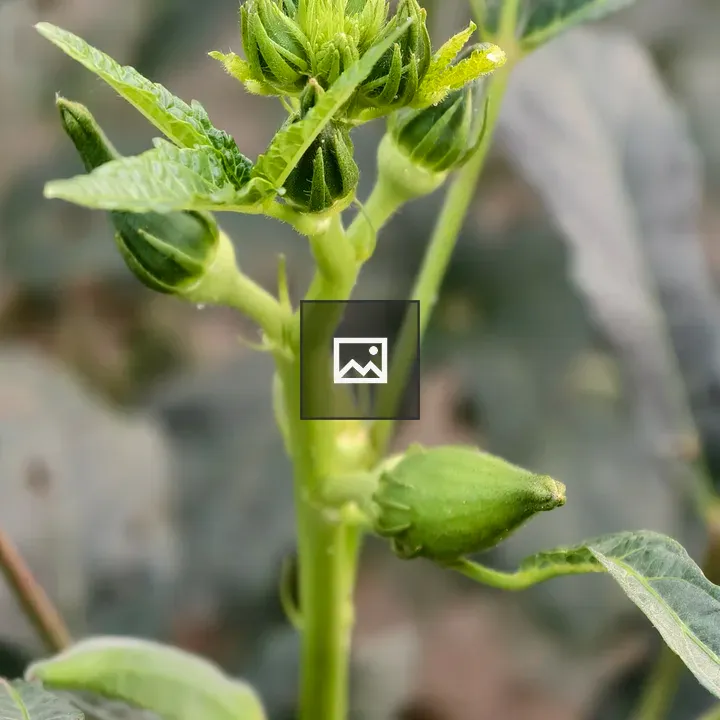 Green okra plant in field