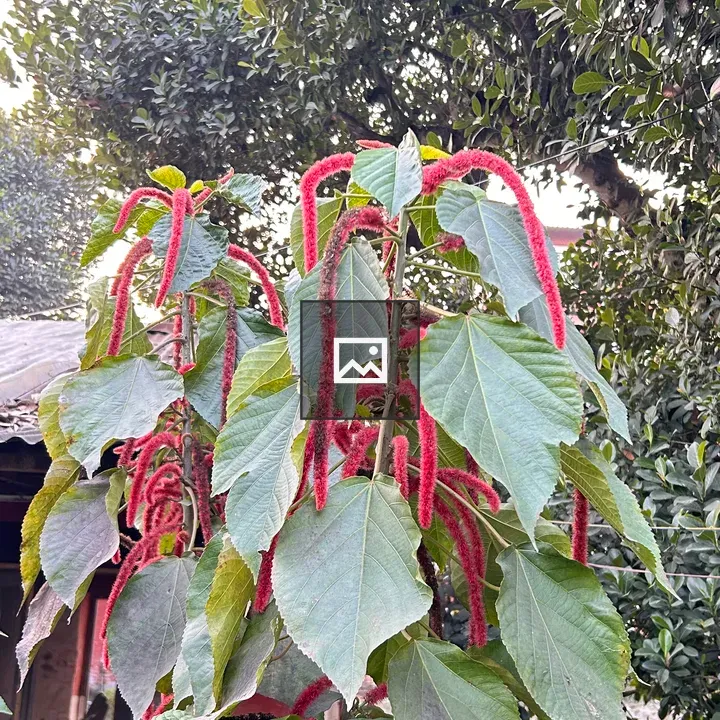 Plant with red flowering spikes