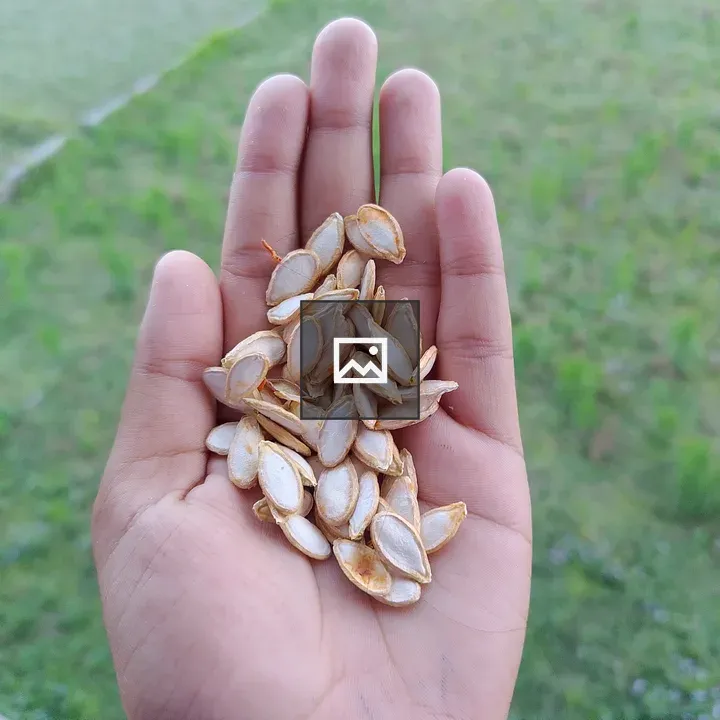 Hand holding pumpkin seeds