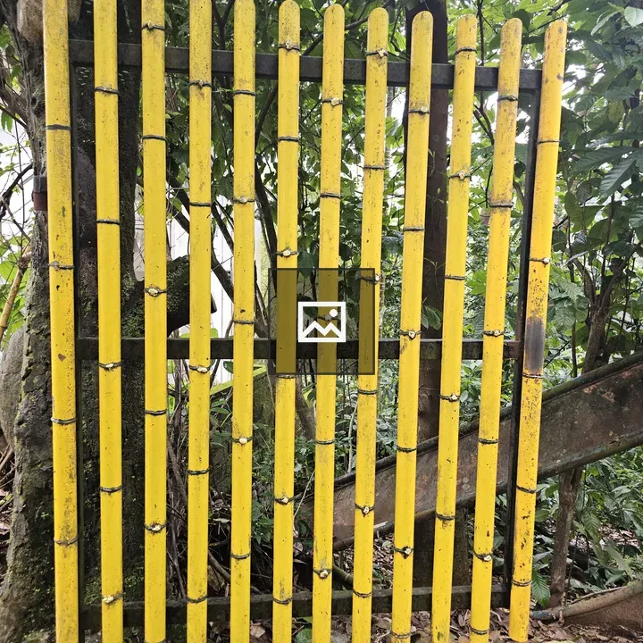 Yellow bamboo fence near Thusharagiri Falls