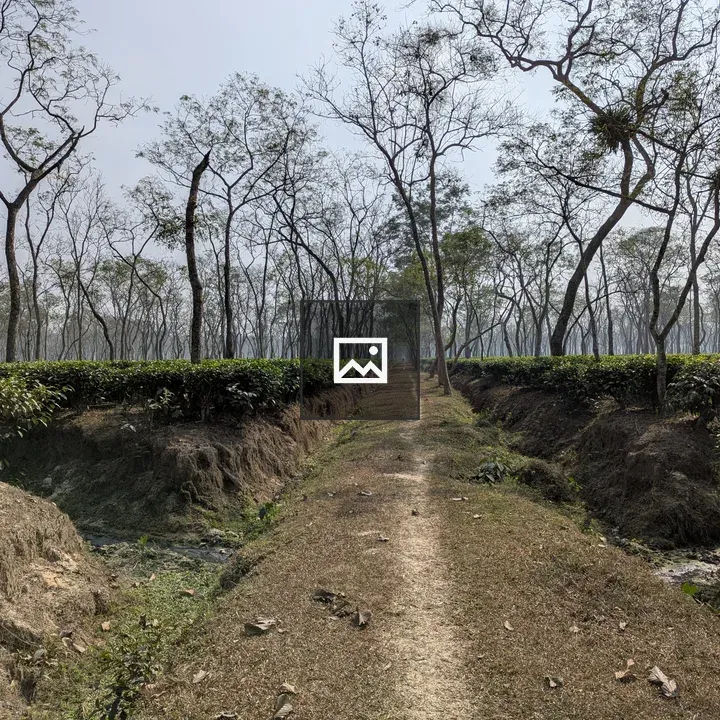 Finley Tea Garden Path