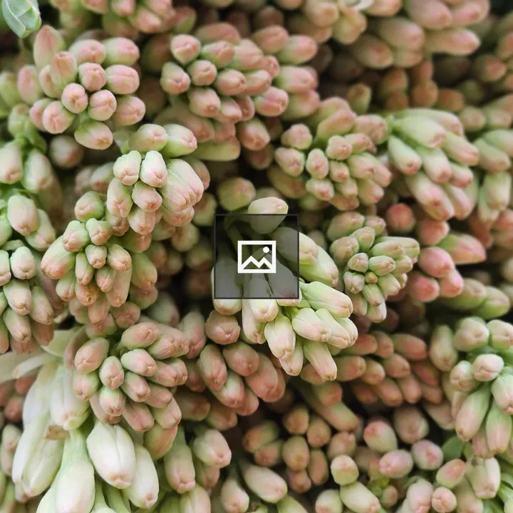 Tuberose flower buds close-up