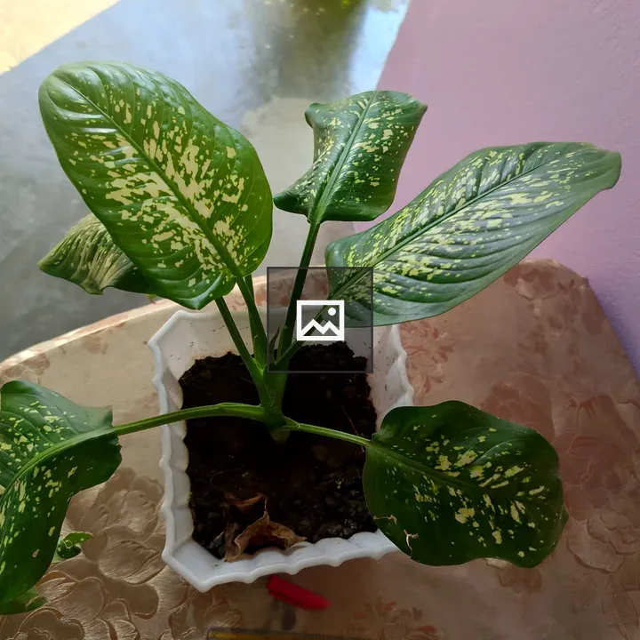 Potted plant with glossy leaves