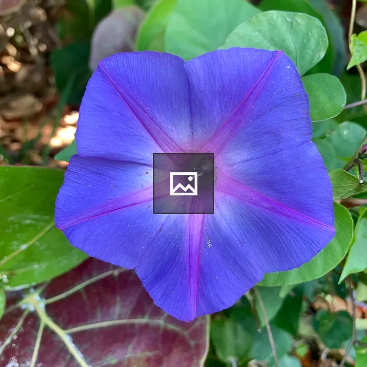 Purple Morning Glory