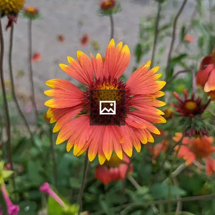Pink and yellow flower