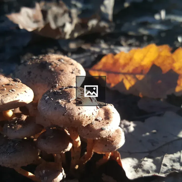 Mushroom growth in autumn forest
