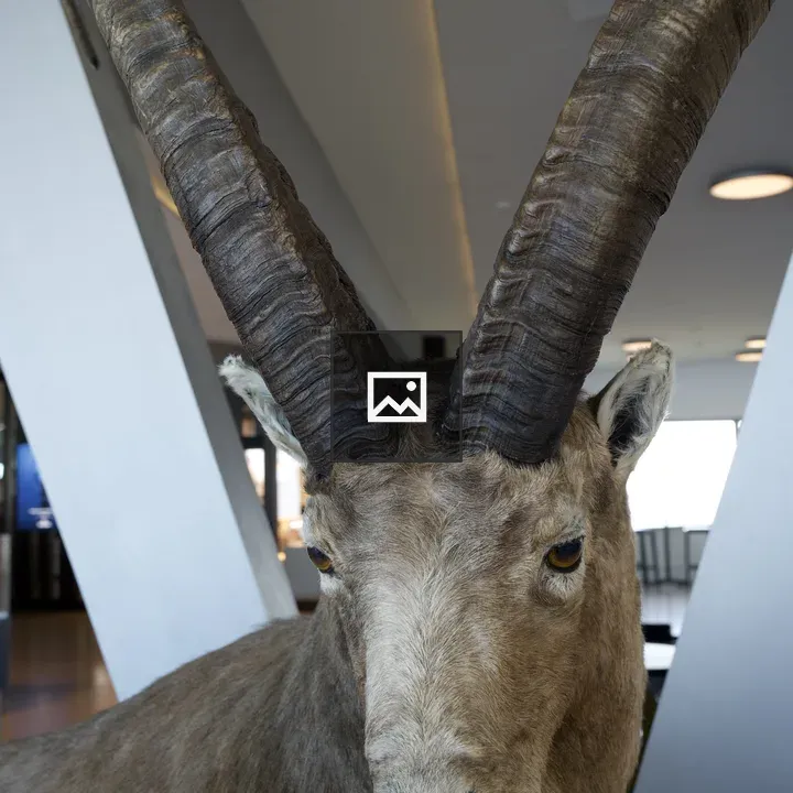 Taxidermy ibex display
