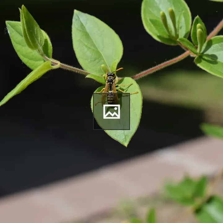 Wasp on green leaf