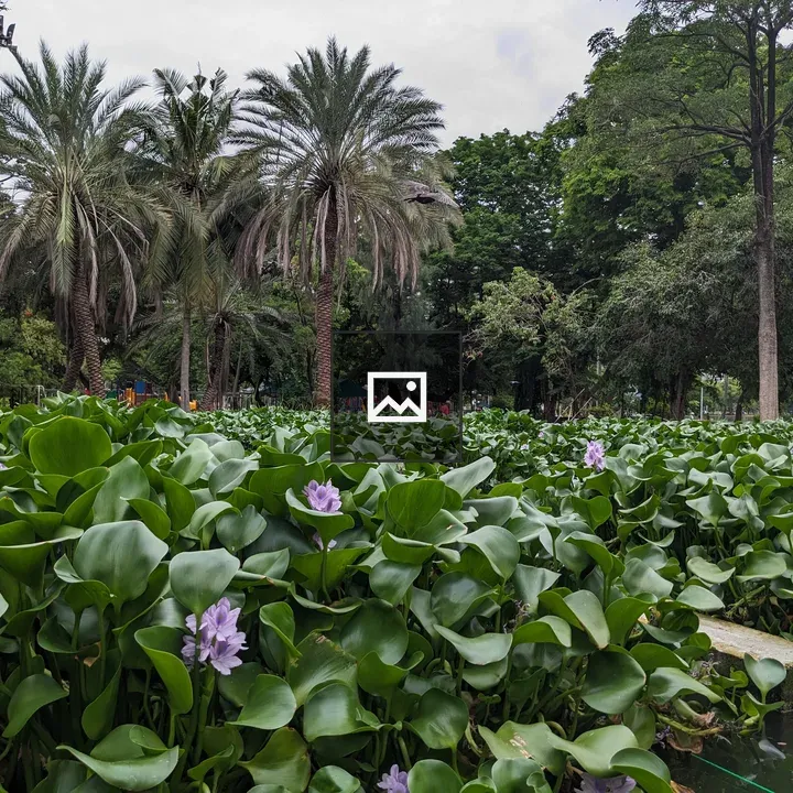 Lumphini Park water hyacinths