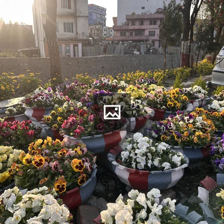Flower pots with blooms in front of wall