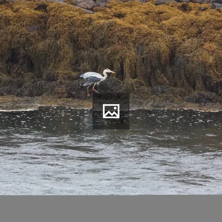Grey Heron Fishing