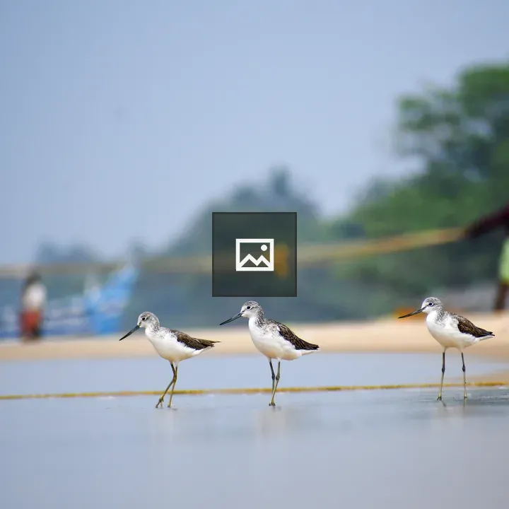 Three shorebirds on the beach