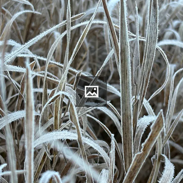 Closeup Frost on Grass