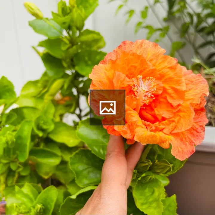 Hibiscus flower held in hand