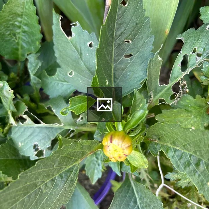 Close-up of chewed green leaves
