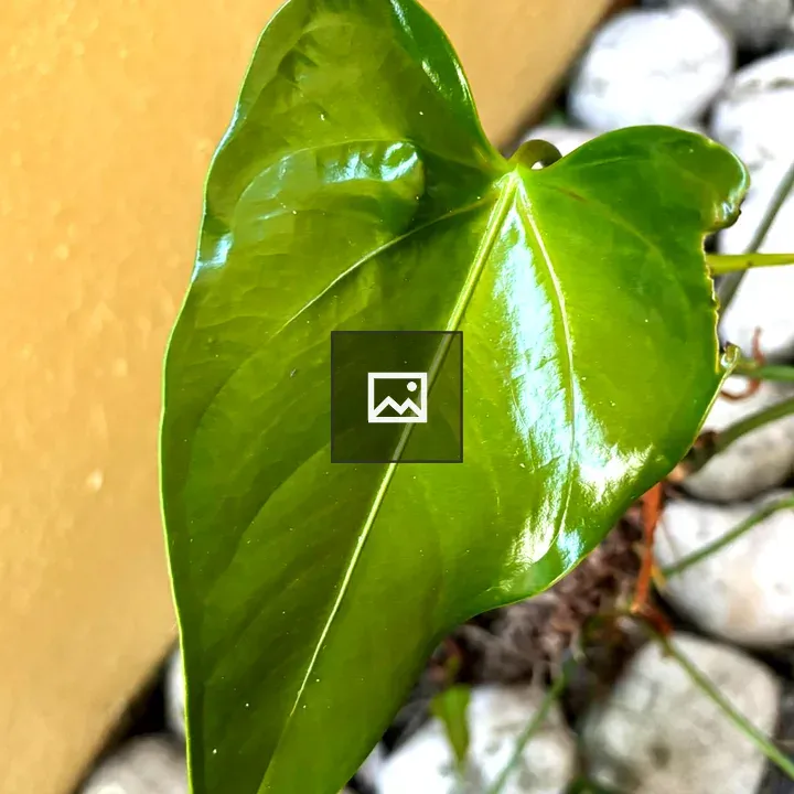 Close-up of a bright green leaf