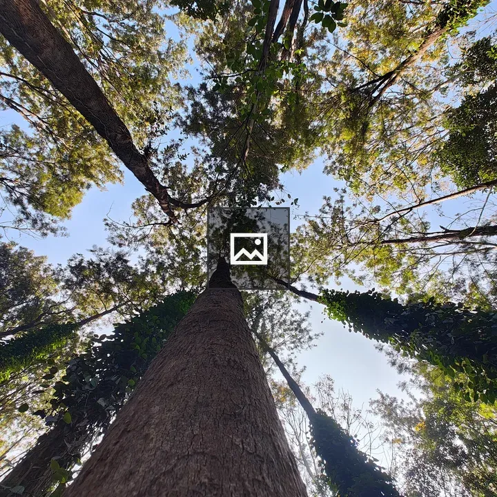 View of the sky from forest floor