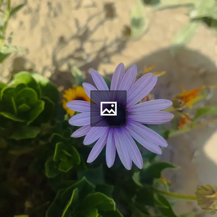 Purple Daisy Flower Close-Up