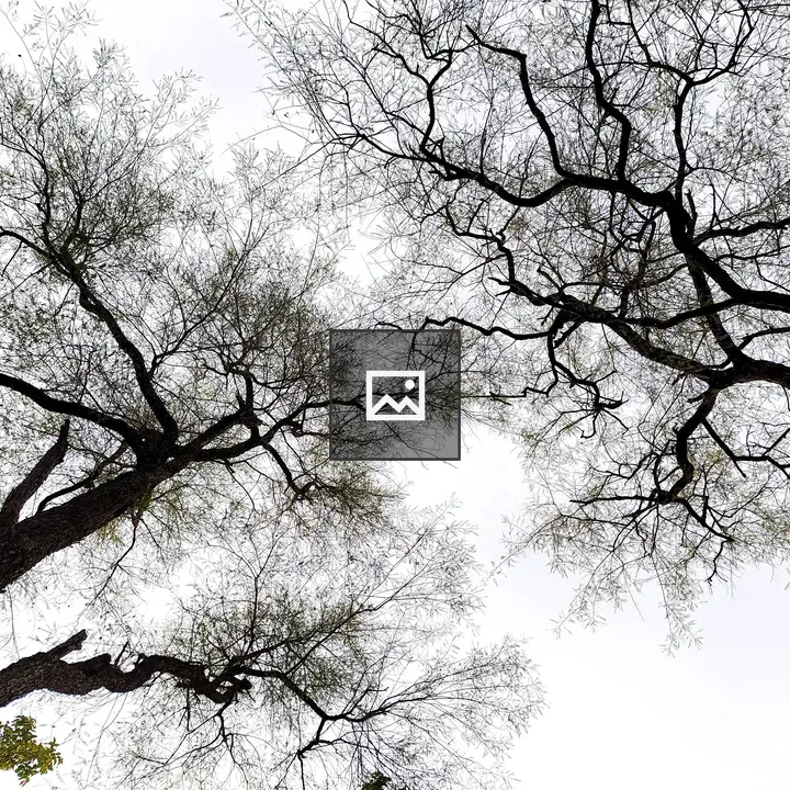 Tree Branches and Sky