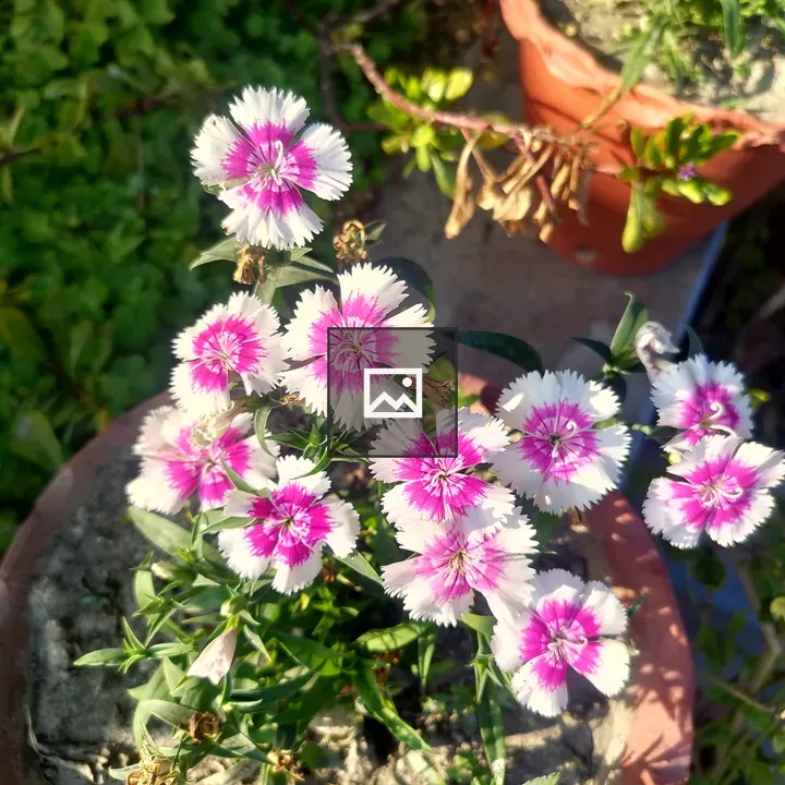 Pink and white flower cluster