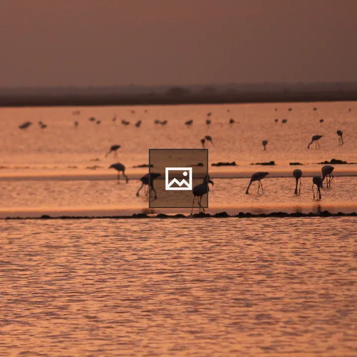 Kharaghoda Flamingo at Dusk