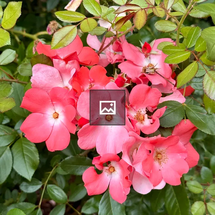 Open coral-pink roses