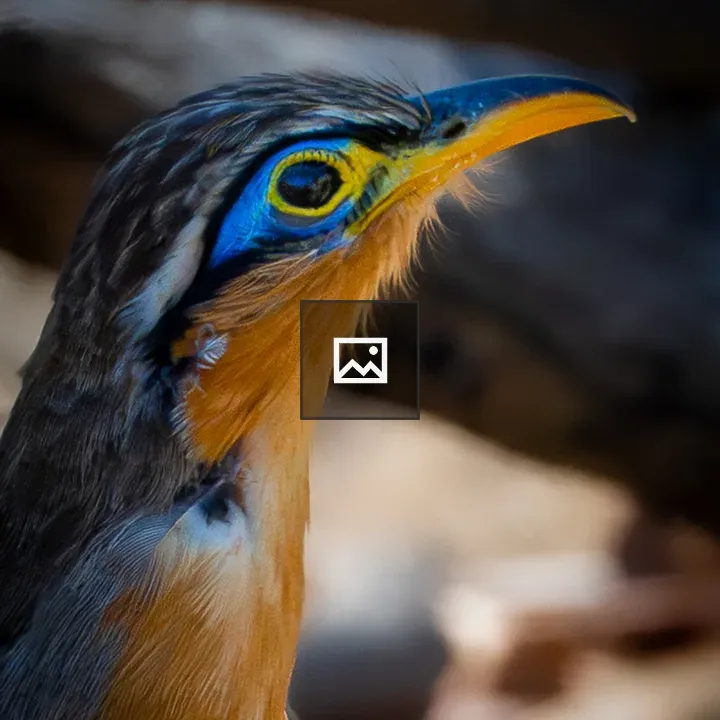 Close-up of colorful bird
