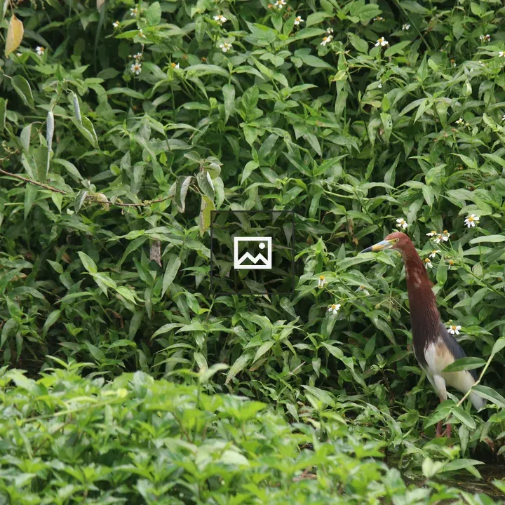 Pond Heron in Breeding Plumage