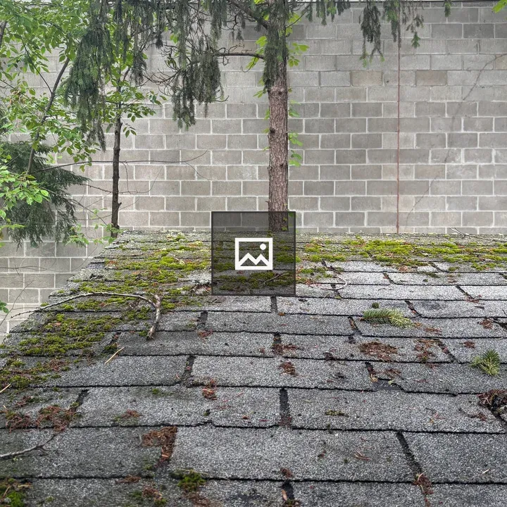Moss on Shingled Roof