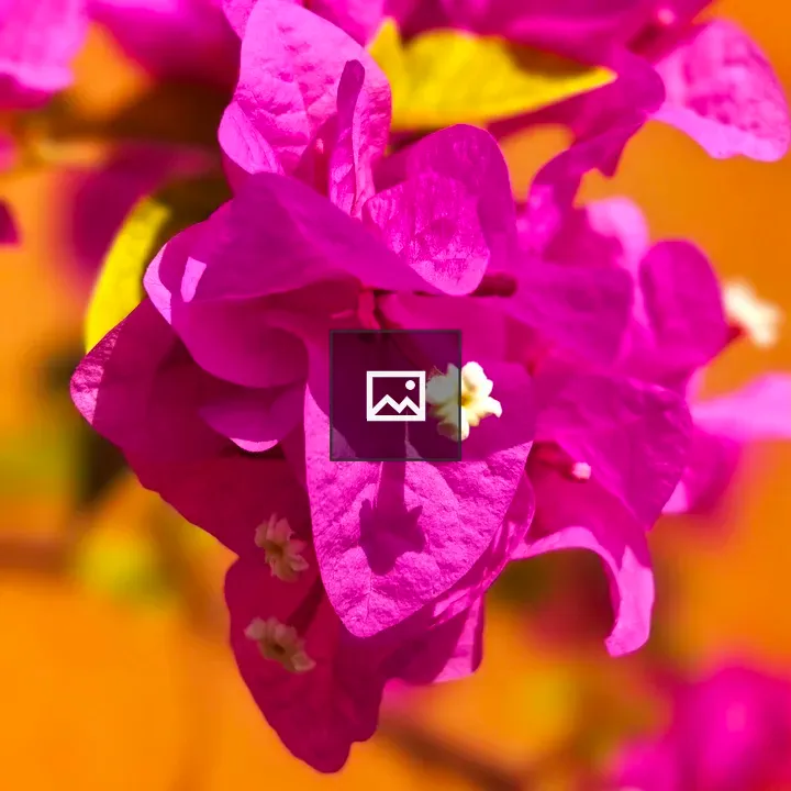 Bougainvillea Close-up Bloom