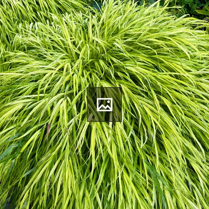 Japanese forest grass clump