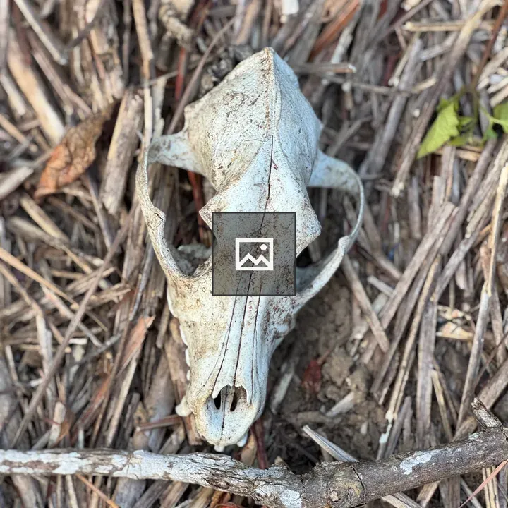 Weathered skull on twigs