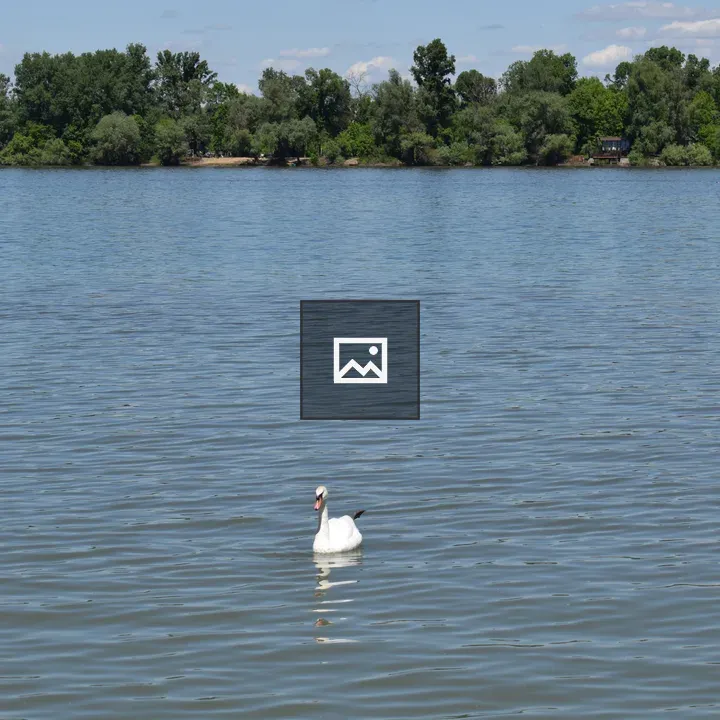 Swan on Blue Lake