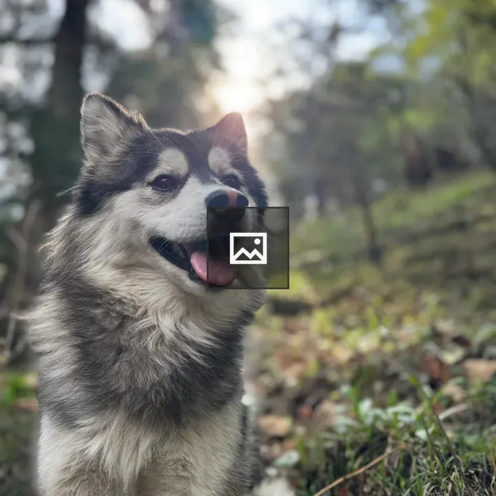 Happy dog in forest