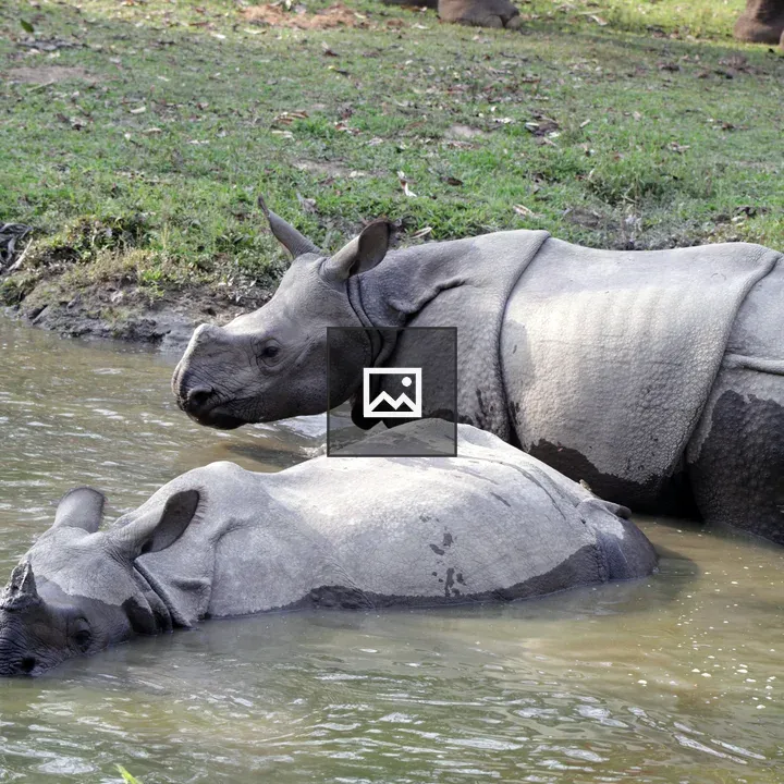 One Horn Rhino with Mother