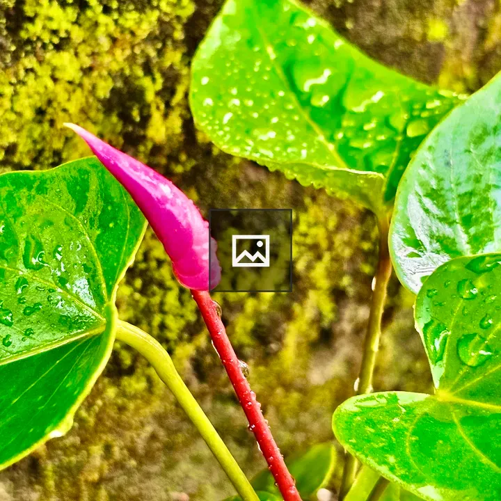 Anthurium plant after rain
